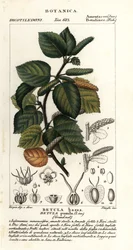 Dvärgbjörk, Betula pumila