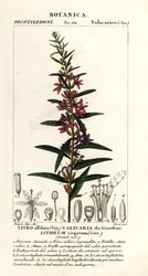 Europeisk trollstav loosestrife, Lythrum virgatum
