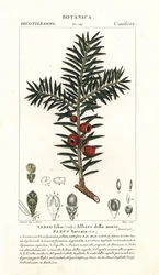 Europeisk idegran, Taxus baccata