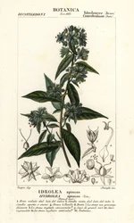 Falskt fiolblad, Hydrolea spinosa