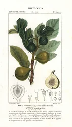 Fikonträd och frukt, Ficus carica