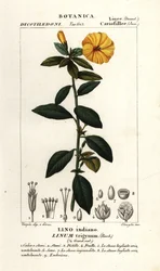 Franskt lin, Linum trigynum