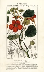 Trädgårdsnasturtium, Tropaeolum major