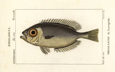 Glasöga storögd, Heteropriacanthus cruentatus