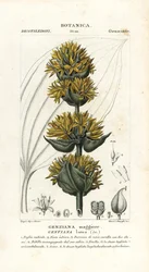 Stor gul gentiana, Gentiana lutea