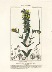Större gul skallra, Rhinanthus alectorolophus