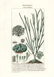 Grönalg Spongodium art