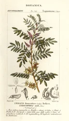 Guatemalansk indigo, Indigofera suffruticosa