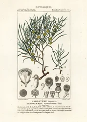 Gyrostemon ramulosus träd