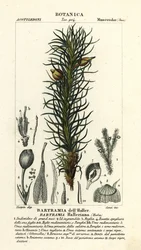 Hallers äppelmossa, Bartramia halleriana