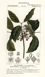 Hamiltons spindelträd, Euonymus hamiltonianus