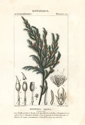 Hedwigia aquatica mossa