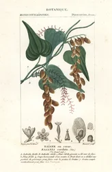 Himberträd, Rajania cordata