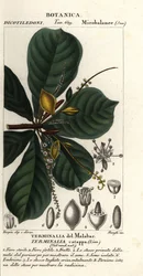 Indisk mandel, Terminalia catappa