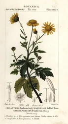 Indisk krysantemum, Chrysanthemum indicum
