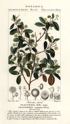 Indisk plommon, Flacourtia indica