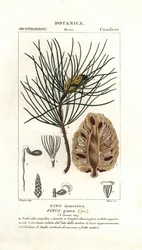 Italiensk sten tall, Pinus pinea