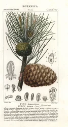 Italiensk sten tall, Pinus pinea, Sten tall