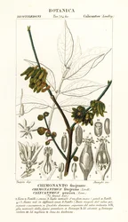 Japansk kryddpeppar, Chimonanthus praecox