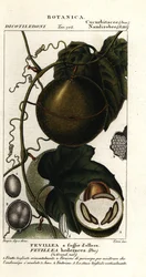 Javillo eller motgift kakongfrukt, Fevillea cordifolia