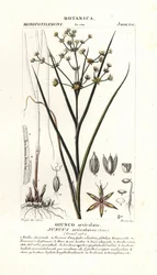 Ledrus, Juncus articulatus