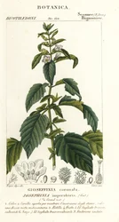 Kejsarinnan Josephine