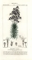 Lärkblad eller trädtriggerplanta, Stylidium laricifolium