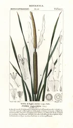 Mindre bulrus, Typha angustifolia