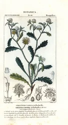 Madam gorgon, Acicarpha tribuloides