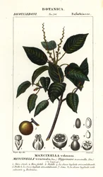 Manchineel eller strandäppelträd, Hippomane mancinella