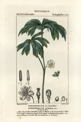 Majäpple, Podophyllum peltatum