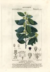 Medelhavs havtorn, Rhamnus alaternus