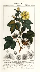 Mexikansk bomull, Gossypium hirsutum