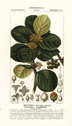 Monimia rotyndifolia