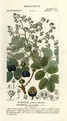 Fårkött, Turpinia occidentalis