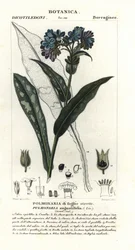 Smalbladig lungört, Pulmonaria angustifolia