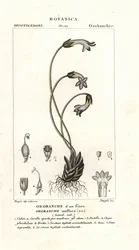 Enblommig kvast, Orobanche uniflora