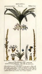 Palmträd, Geonoma maxima