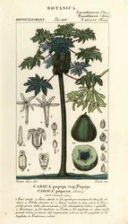 Papaya, papaw eller pawpaw träd och frukt, Carica papaya