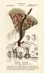 Parasitisk växt, Cytinus hypocistis