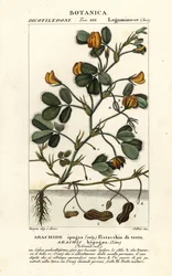Jordnöt eller jordnöt, Arachis hypogaea