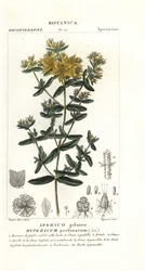 Perforera johannesört, Hypericum perforatum