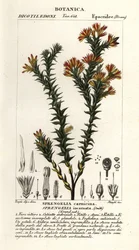 Rosa träskhed, Sprengelia incarnata