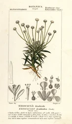 Rörört, Paepalanthus dendroides