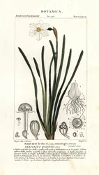 Poetens påsklilja, Narcissus poeticus