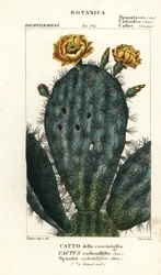 Prickly pear, Nopalea cochenillifera