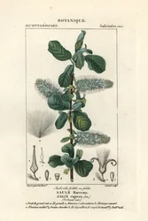 Sälg, Salix caprea