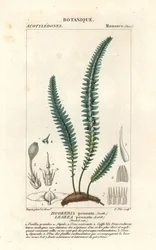 Pengmossa eller falsk ormbunkemossa, Cyathophorum bulbosum