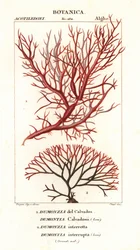 Röda alger tång