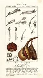 Röd buckeye, Aesculus pavia